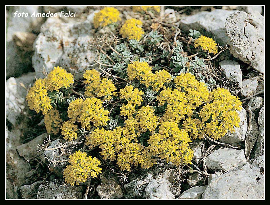 Odontarrhena nebrodensis (=Alyssum nebrodense) / Alisso delle Madonie